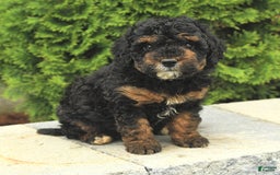 Miniature Poodle dogs for sale: Loura - Image 14