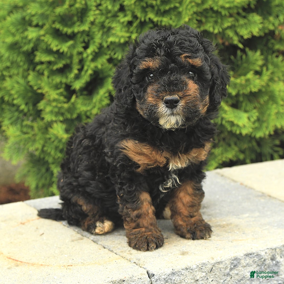 Miniature Poodle dogs for sale: Loura - Image 14