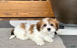 Havanese dogs for sale: Sandra - Image 2