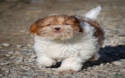 Shihpoo dogs for sale: Amy - Image 14