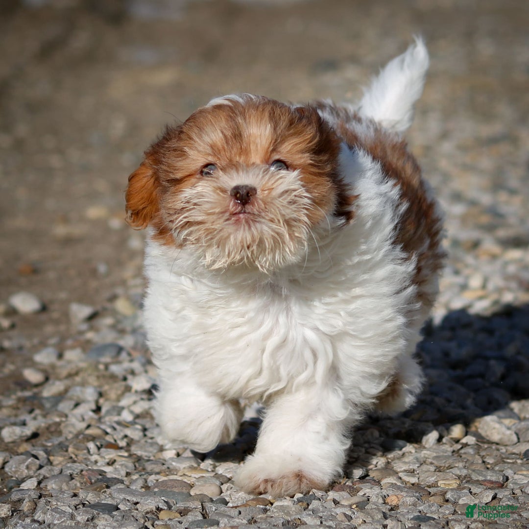 Shihpoo dogs for sale: Amy - Image 14