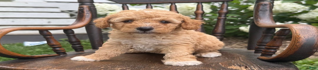 Butterscotch