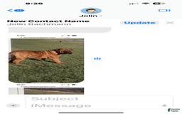 Bullmastiff dogs for sale: Puppy2 - Image 4
