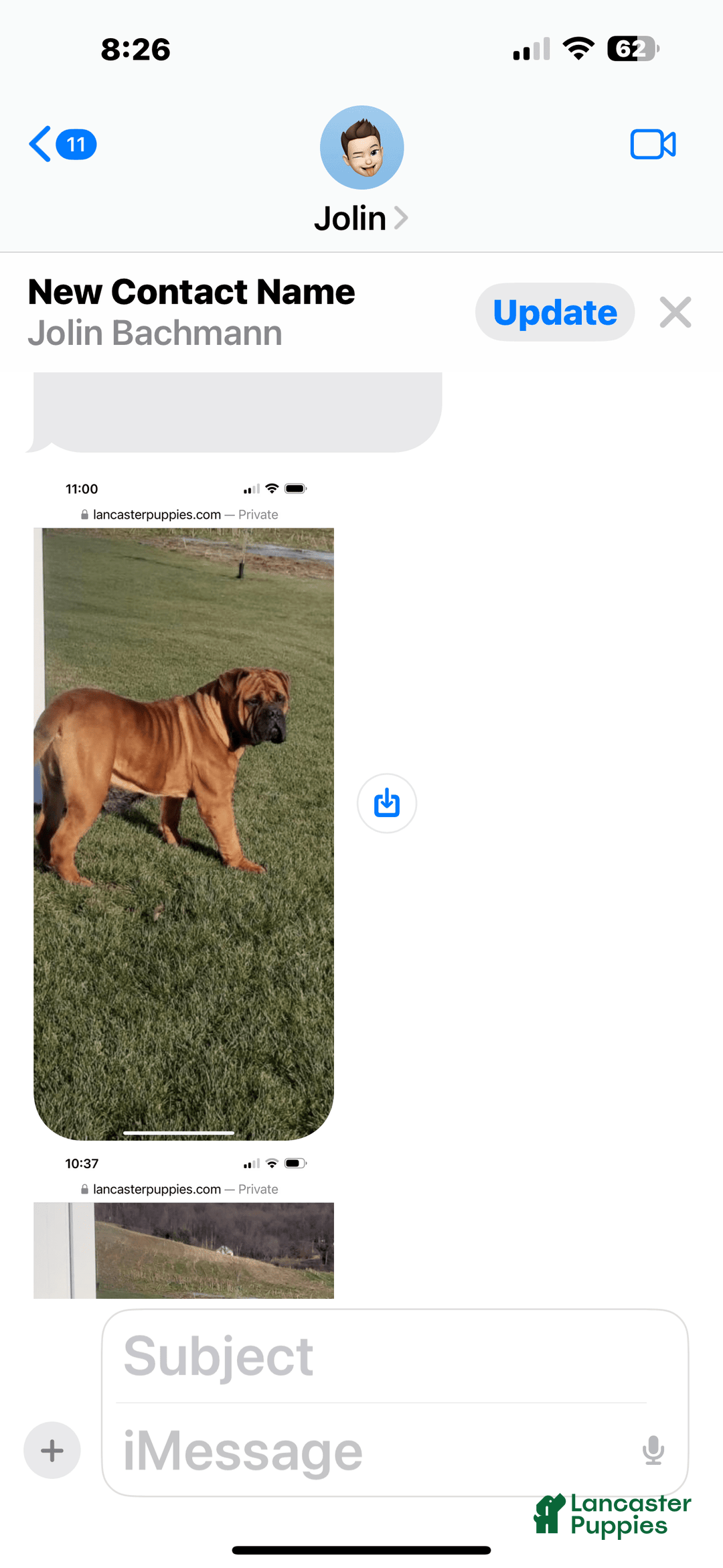 Bullmastiff dogs for sale: Puppy2 - Image 4