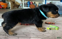 Rottweiler dogs for sale: Light Blue Collar - Image 6