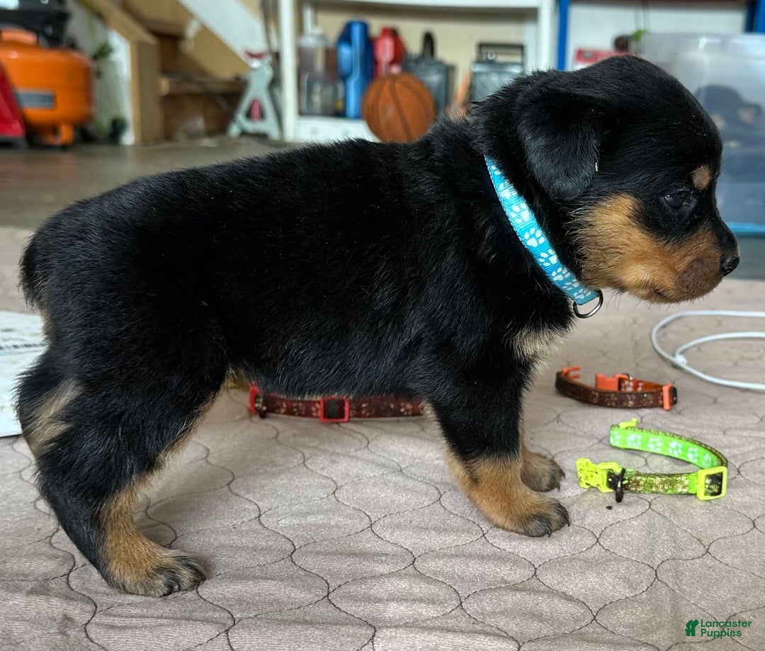 Rottweiler dogs for sale: Light Blue Collar - Image 6