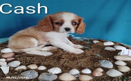 Cavalier King Charles Spaniel dogs for sale: Cash - Image 2