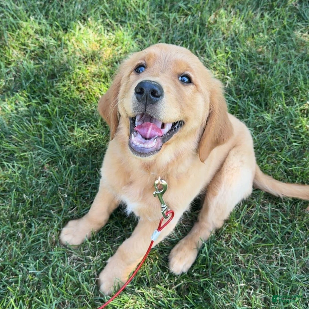 Golden Retriever dogs for sale: Sophie - Image 1