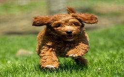 Goldendoodle dogs for sale: Ashley - Image 4