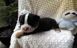 Olde English Bulldogge dogs for sale: Ethan - Image 1