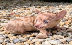 Chihuahua dogs for sale: Chihuahua 5 puppies - Image 21