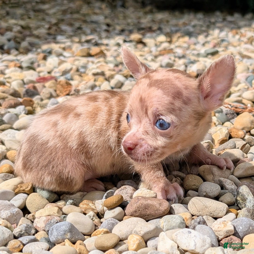 Chihuahua dogs for sale: Chihuahua 5 puppies - Image 21