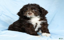 Cockapoo dogs for sale: Victor - Image 8