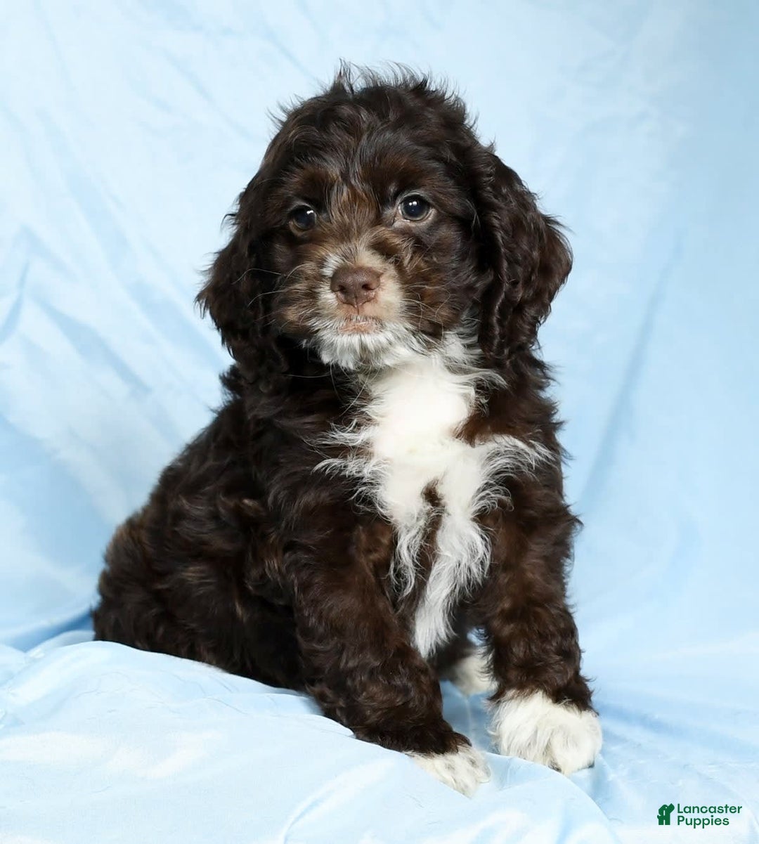 Cockapoo dogs for sale: Victor - Image 8