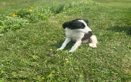 Border Collie dogs for sale: Half Dollar - Image 2