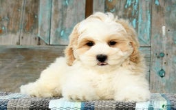 Cavapoo dogs for sale: Brady - Image 5