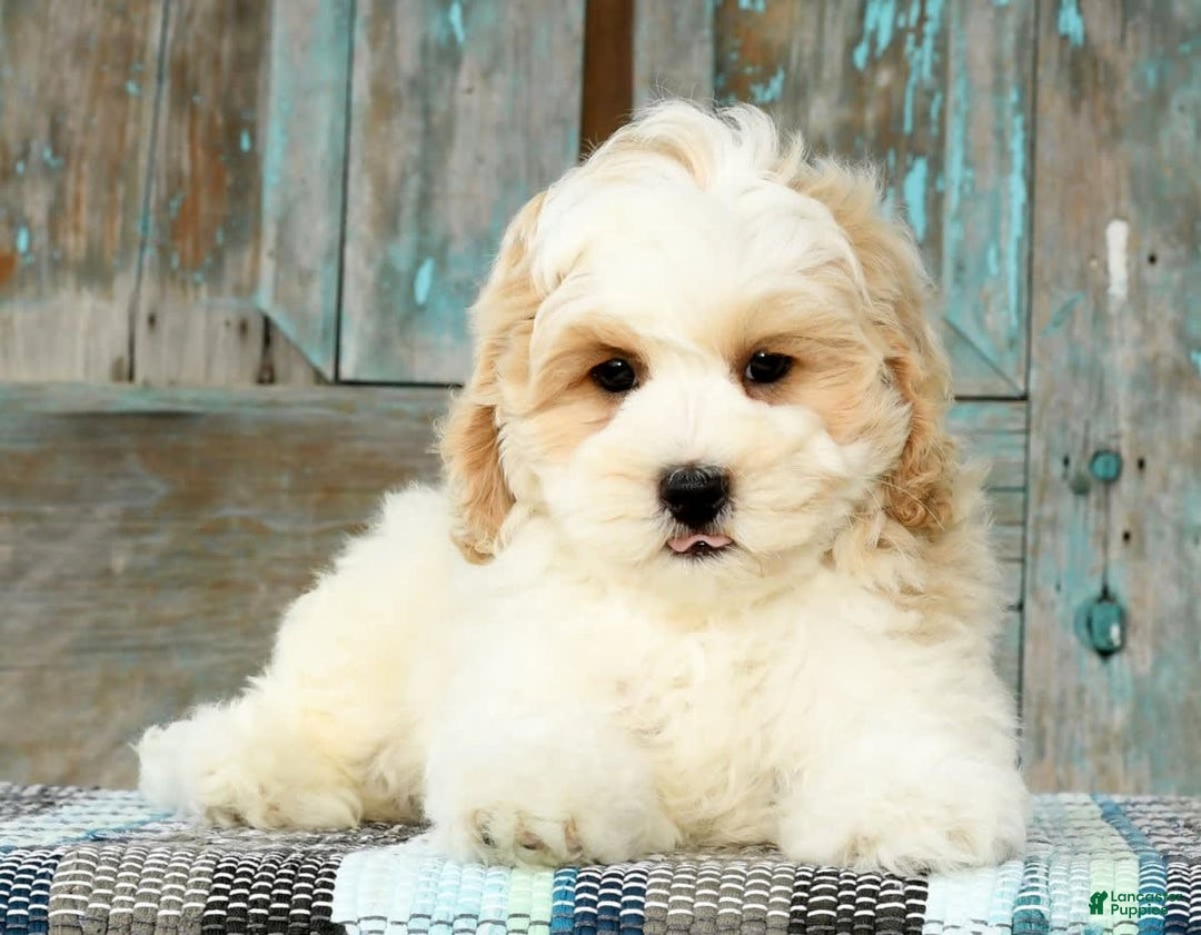 Cavapoo dogs for sale: Brady - Image 5