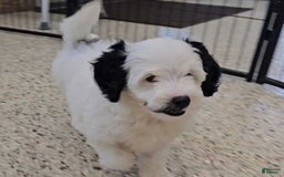  dogs for sale: Whitney - Image 3