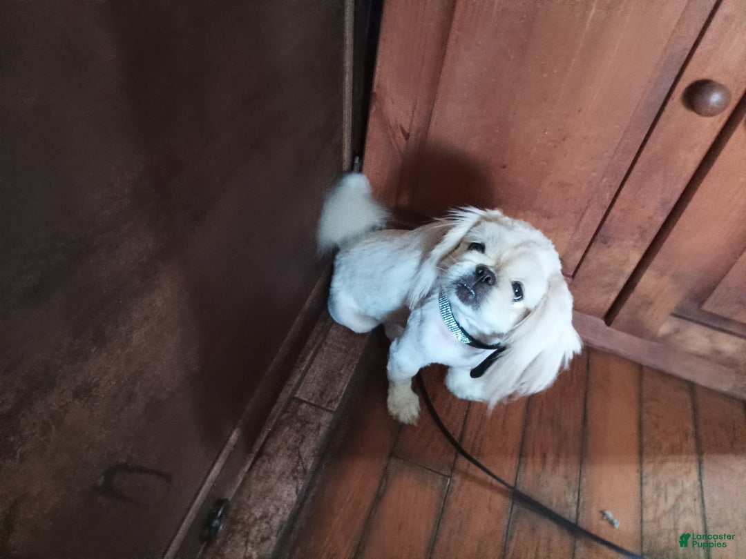 Pekingese dogs for sale: Skippy - Image 12