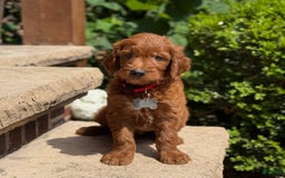 Goldendoodle dogs for sale: Charlie - Image 5