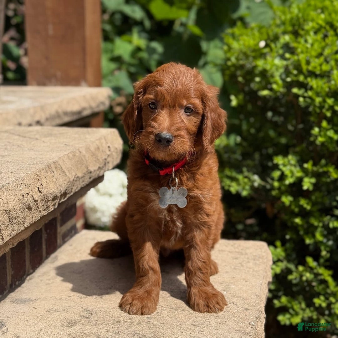 Goldendoodle dogs for sale: Charlie - Image 5