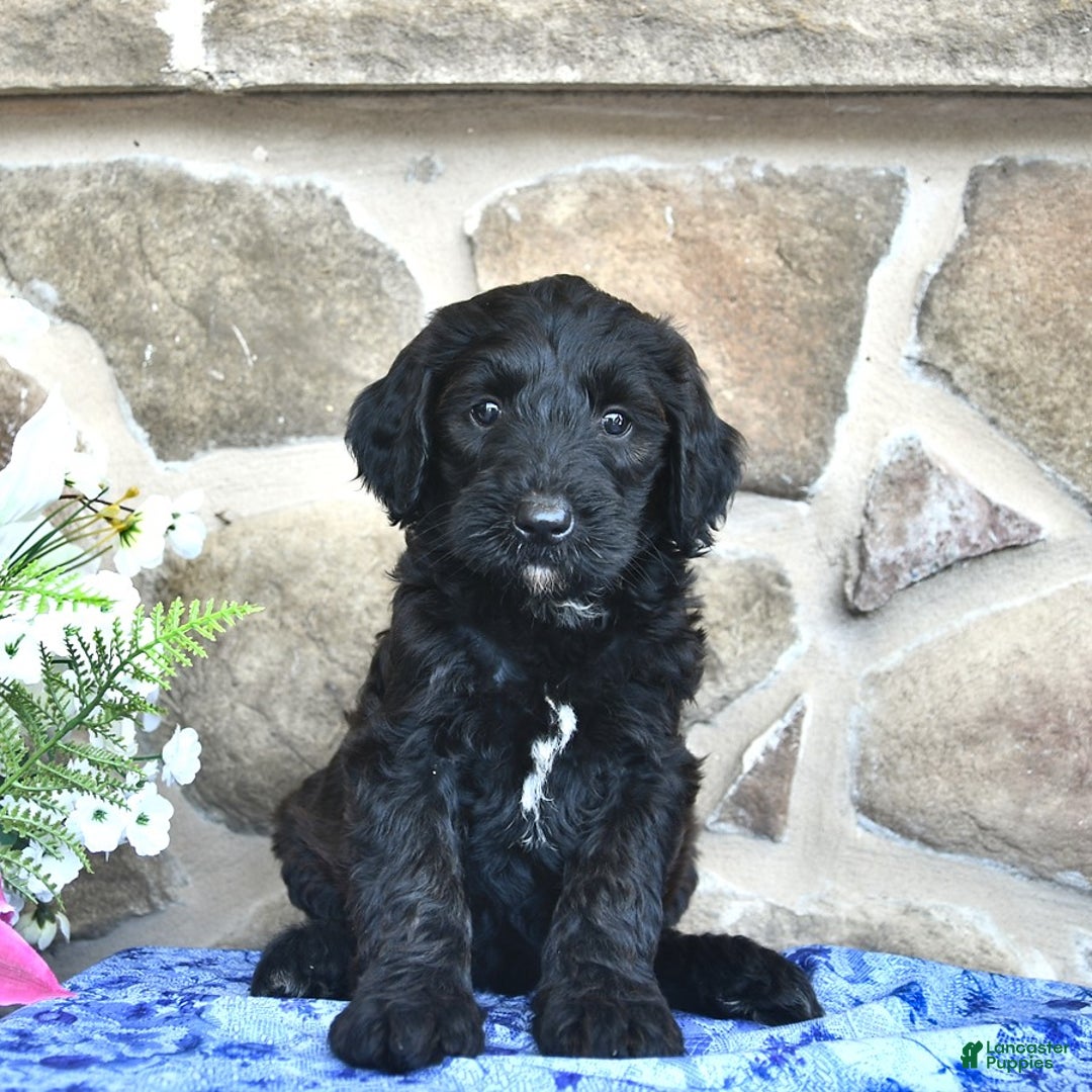 Goldendoodle dogs for sale: Summer - Image 2