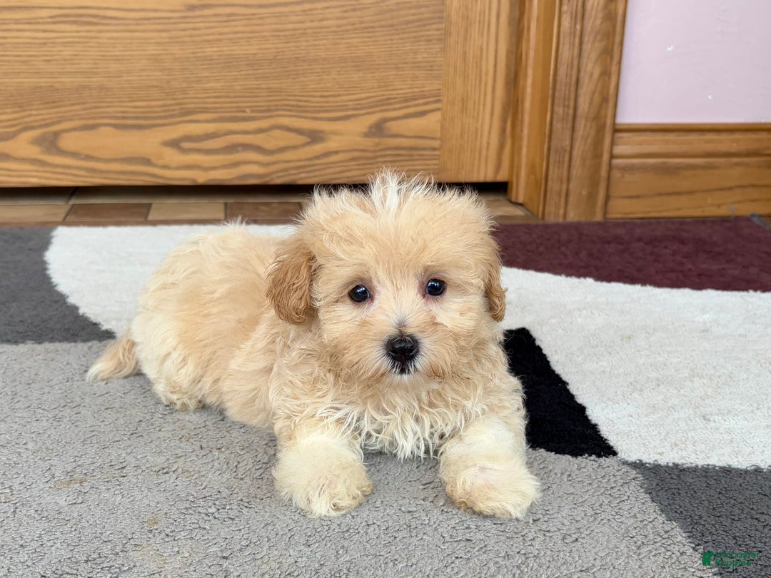 Maltipoo dogs for sale: Drew - Image 2