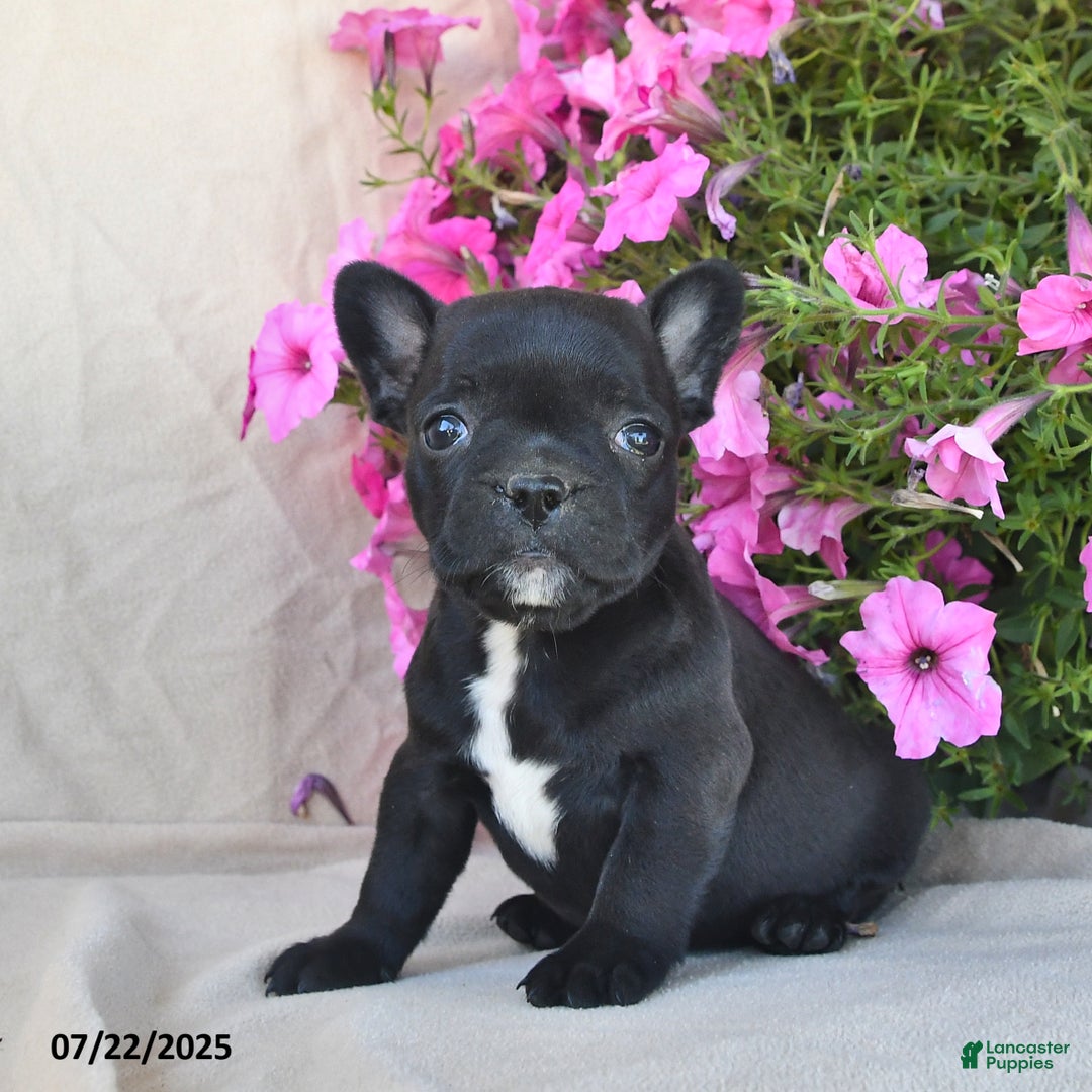 Frenchton dogs for sale: Frosty - Image 3