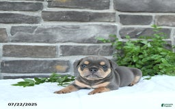 Olde English Bulldogge dogs for sale: Cam - Image 2