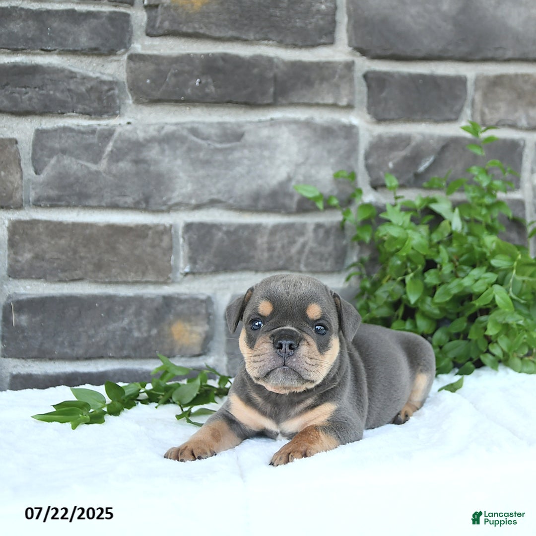 Olde English Bulldogge dogs for sale: Cam - Image 2