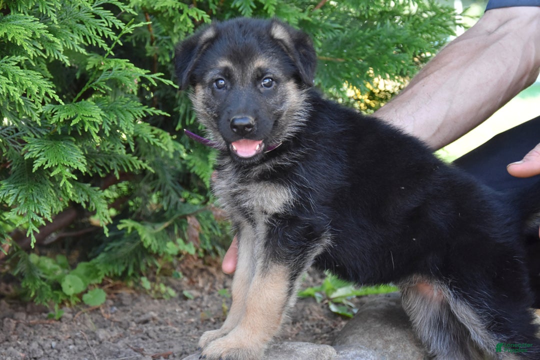 German Shepherd dogs for sale: Michelle - Image 1