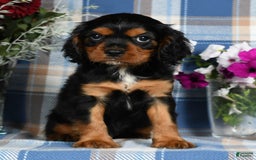 Cavalier King Charles Spaniel dogs for sale: Artie - Image 4