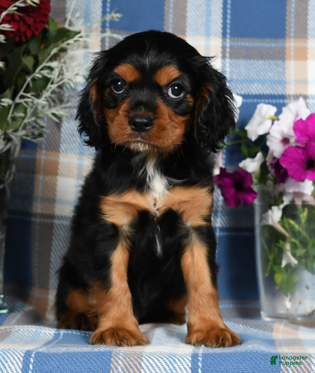 Cavalier King Charles Spaniel dogs for sale: Artie - Image 4