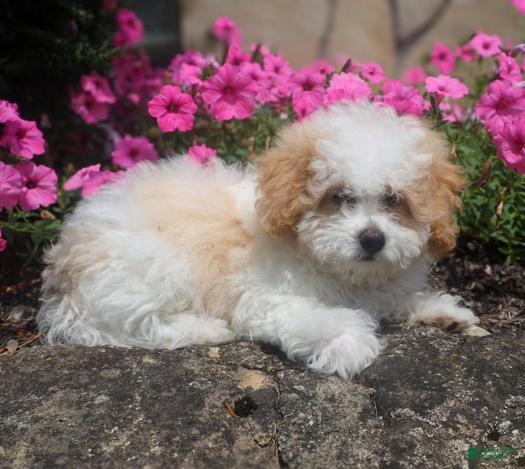 Toy Poodle dogs for sale: Bobby - Image 10