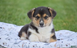Welsh Corgi Pembroke dogs for sale: Roman - Image 7