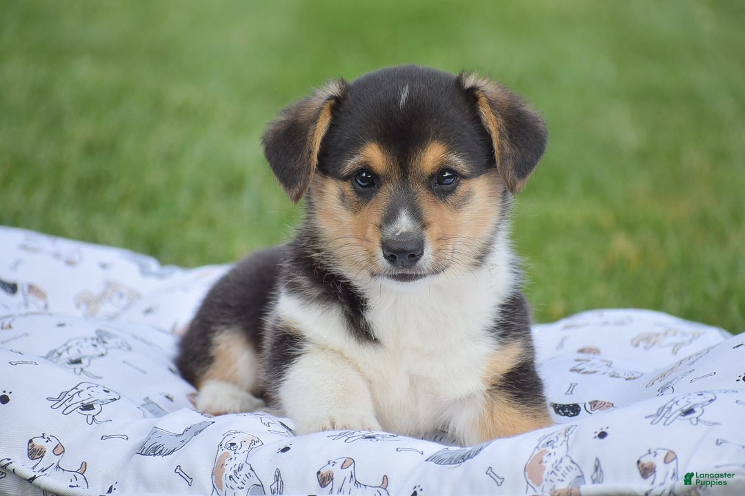 Welsh Corgi Pembroke dogs for sale: Roman - Image 7