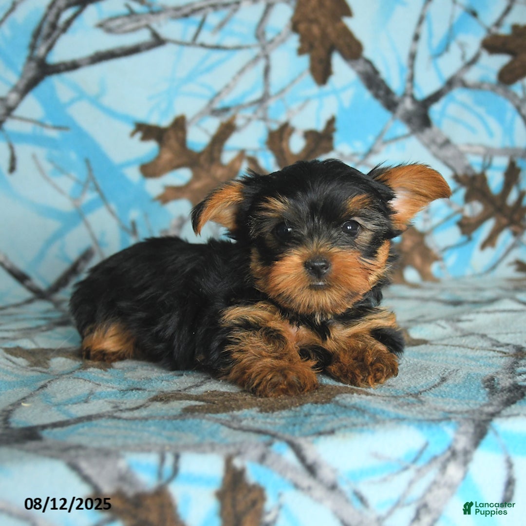 Yorkshire Terrier dogs for sale: Quentin - Image 5