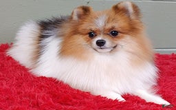 Pomeranian dogs for sale: Clark - Image 2