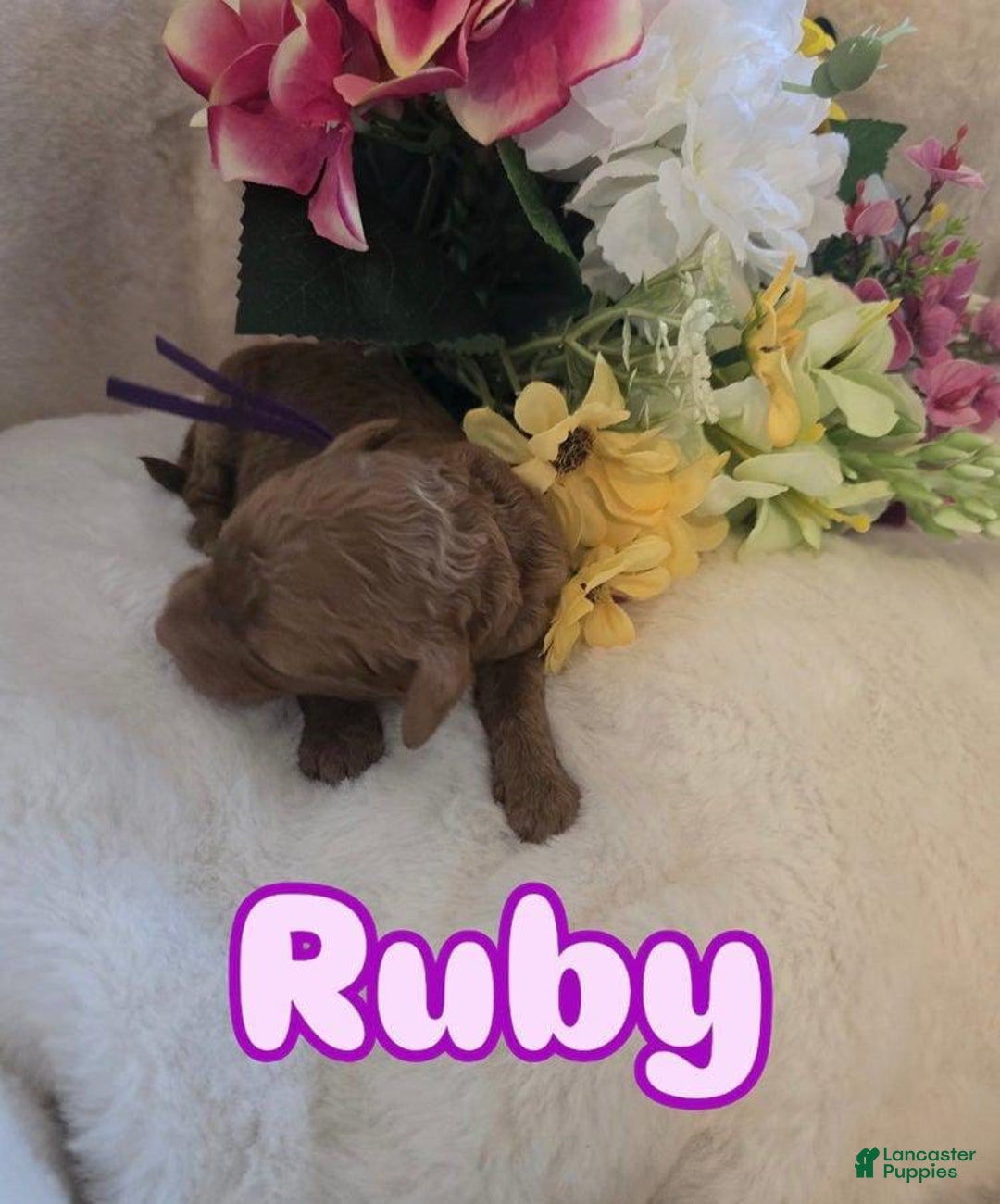 Toy Poodle dogs for sale: Runy - Image 2