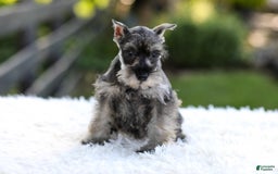 Miniature Schnauzer dogs for sale: Amber - Image 4