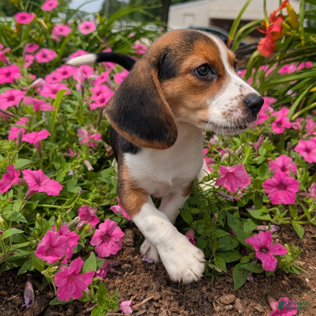 Beagle dogs for sale: Caramel - Image 8