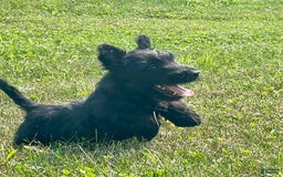 Scottish Terrier dogs for sale: Boris - Image 1