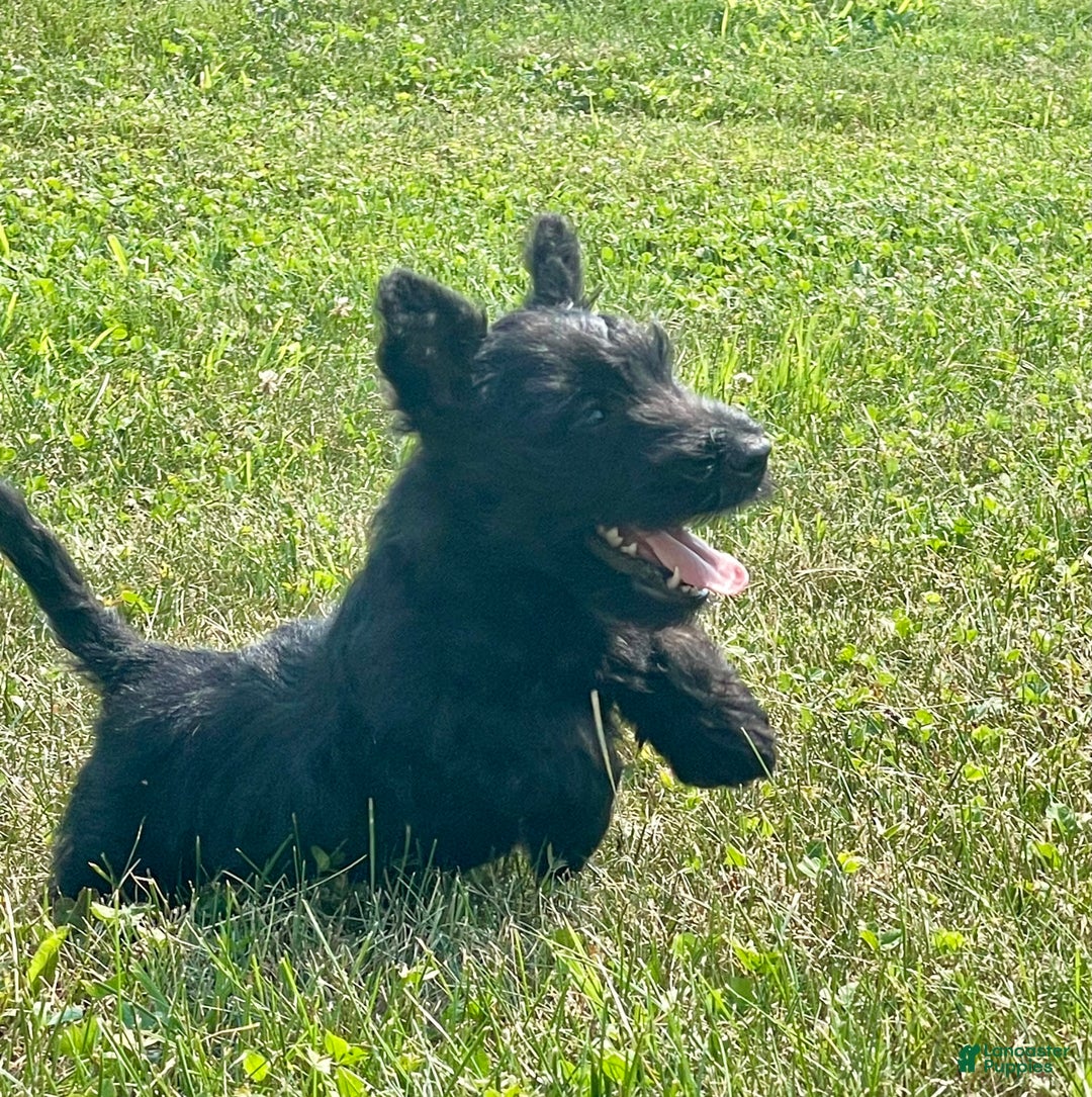 Scottish Terrier dogs for sale: Boris - Image 1
