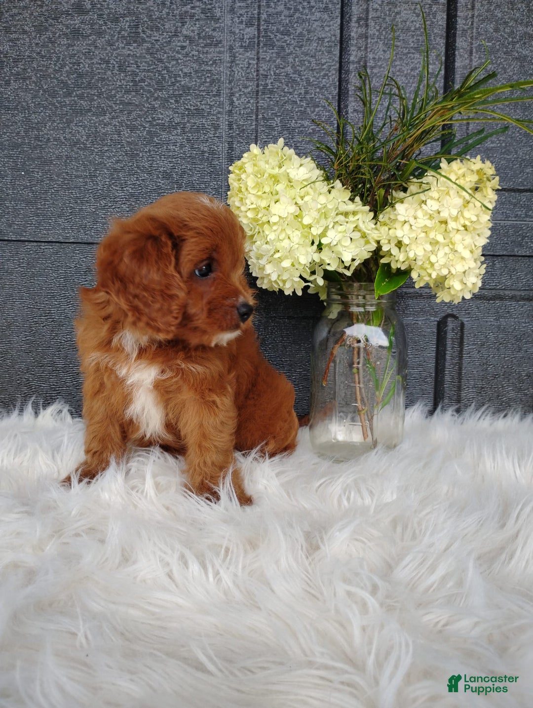 Cavapoo dogs for sale: Pearl - Image 5