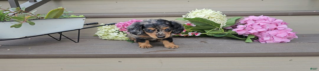 Fiona