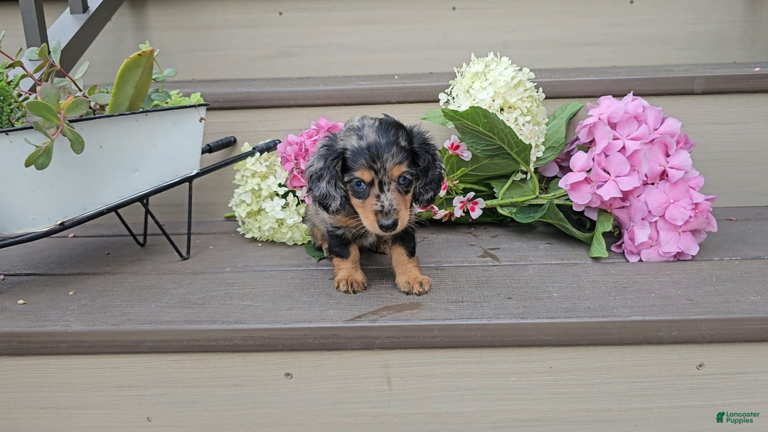 Miniature Dachshund dogs for sale: Fiona - Image 5