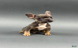 French Bulldog dogs for sale: French Bulldog 5 puppies - Image 6