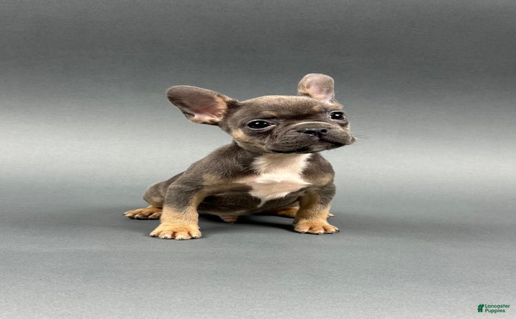 French Bulldog dogs for sale - Ad 2