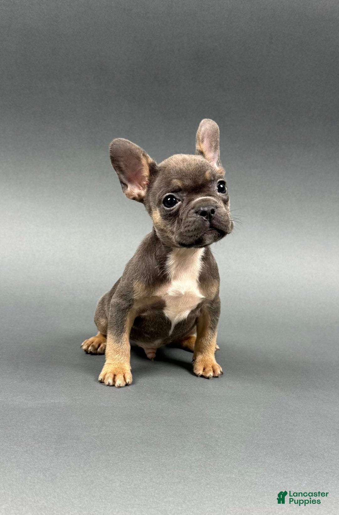 French Bulldog dogs for sale: French Bulldog 5 puppies - Image 6