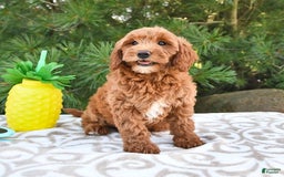 Mini Goldendoodle dogs for sale: Daisy - Image 2